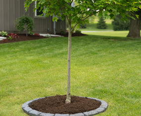 4 Ft Tree Ring Kit With Weed Guard and Staples