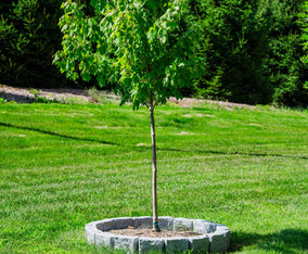 48" Diameter Tree Ring - Block